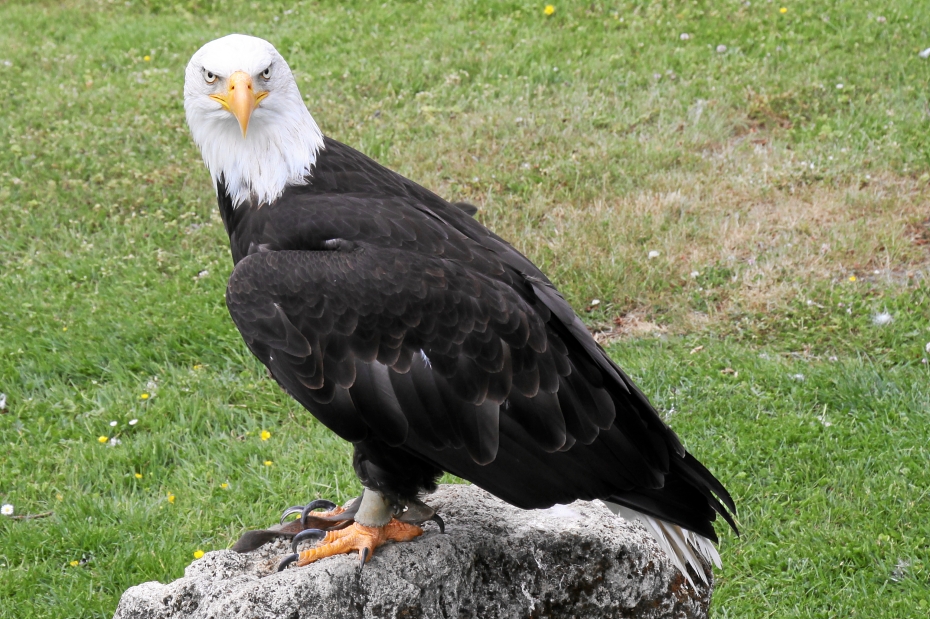IMG16535.JPG - Weißkopfseadler