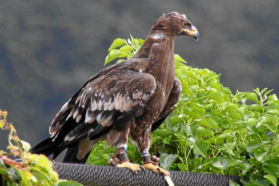 IMG16590.JPG - Steinadler