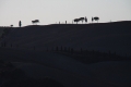 IMG27465