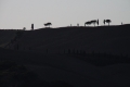 IMG27466
