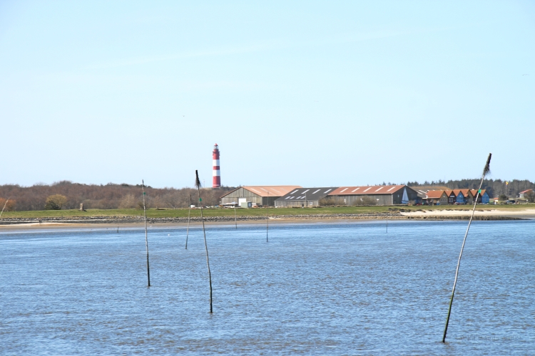 IMG_0698.JPG - Im Hafen von Wittdün