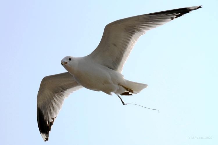 IMG_1284.JPG - Möwe beim Ka.... erwischt