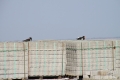 IMG15862