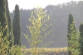IMG23838