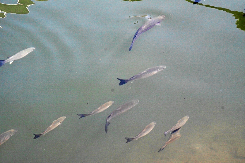 IMG25950.JPG