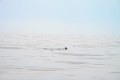 IMG12931