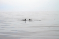 IMG12938