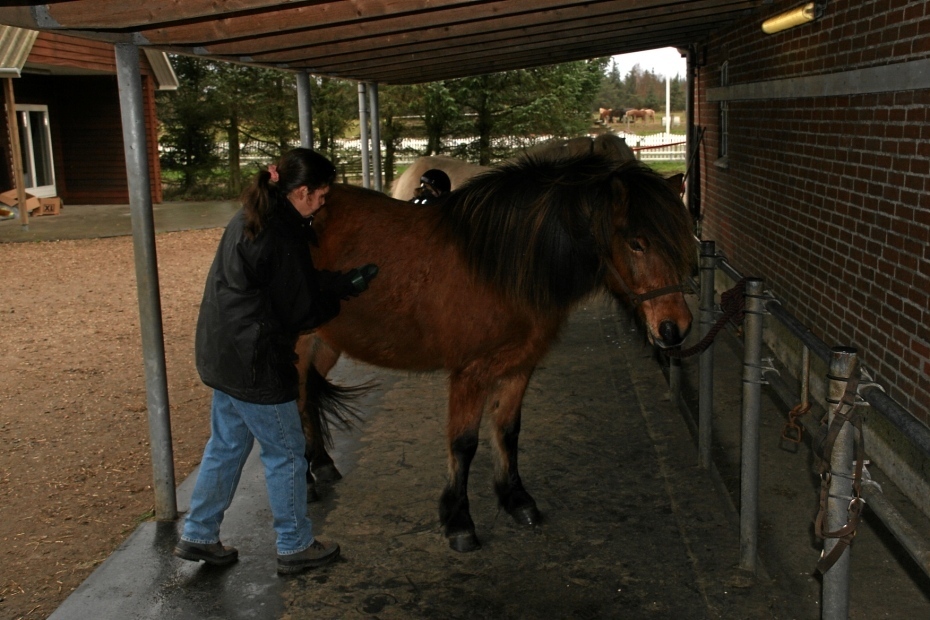 IMG24679.JPG - Birka wird gestriegelt