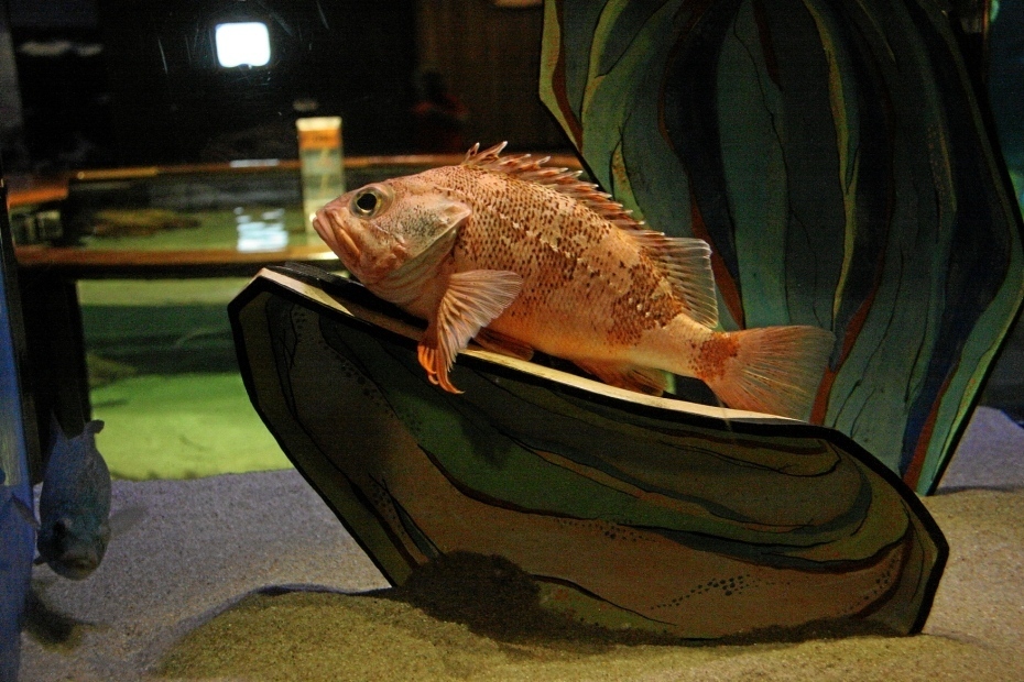 IMG24758.JPG
