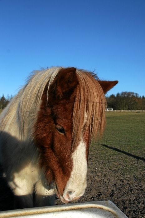 IMG25037.JPG