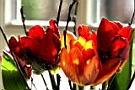 IMG_3919_700.JPG