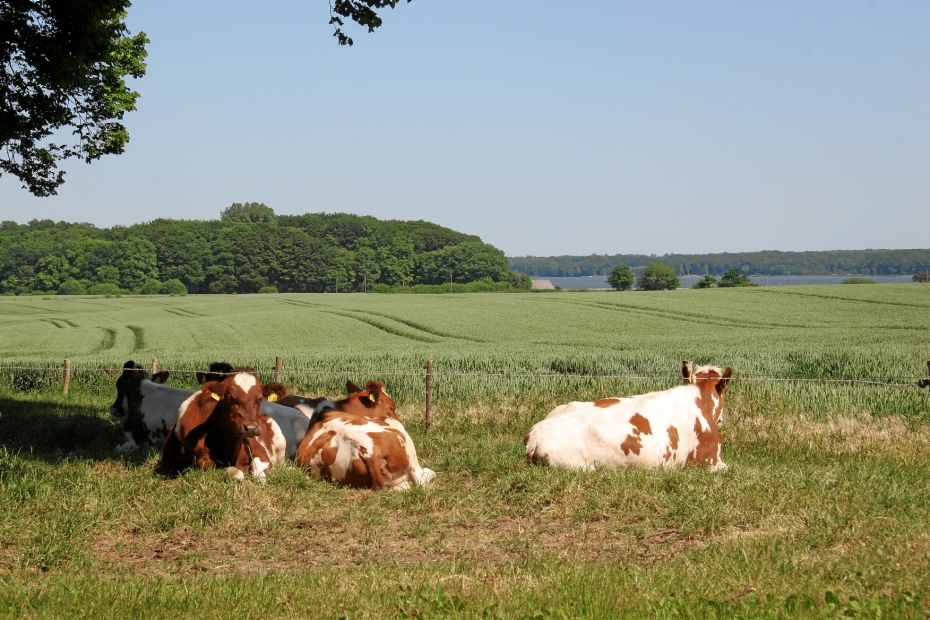 IMG19009.JPG - Kuhweide mit Ausblick