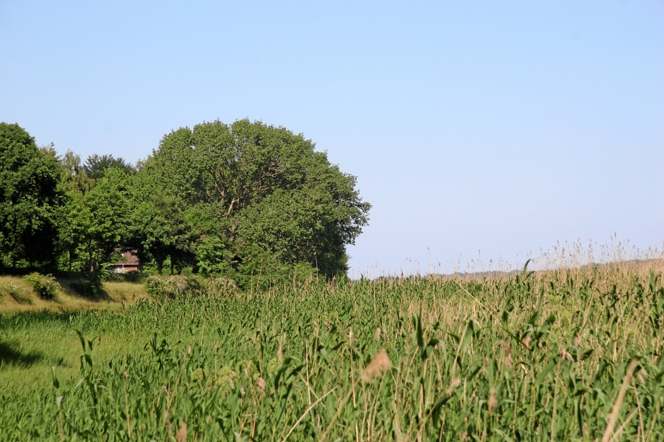 IMG19218.JPG