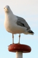 IMG19431