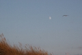IMG19611